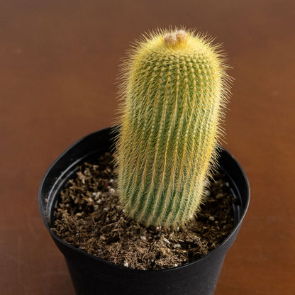 Cactus 'Yellow Tower'