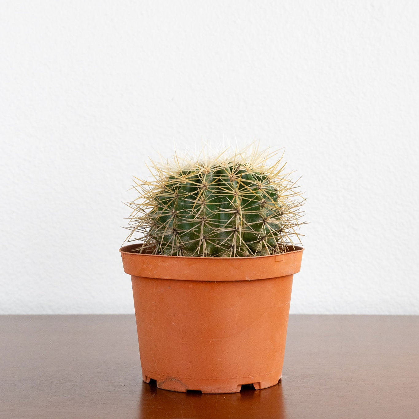 Small potted cactus on a wooden surface with a white background