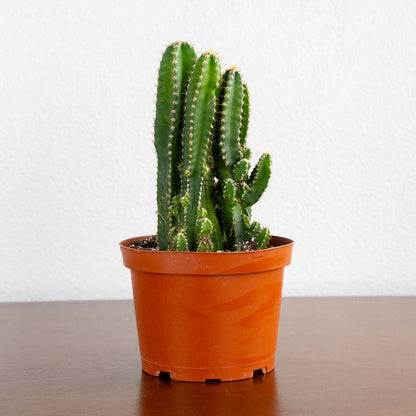 Potted cactus on a wooden surface with a white background