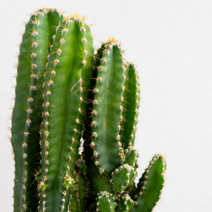 Green cactus plant on a white background