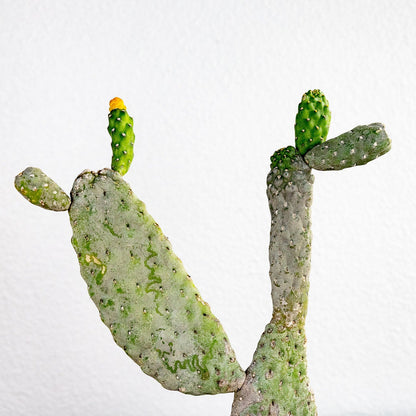 Cactus 'Prickly Pear'