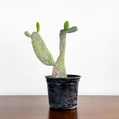 Cactus 'Prickly Pear'