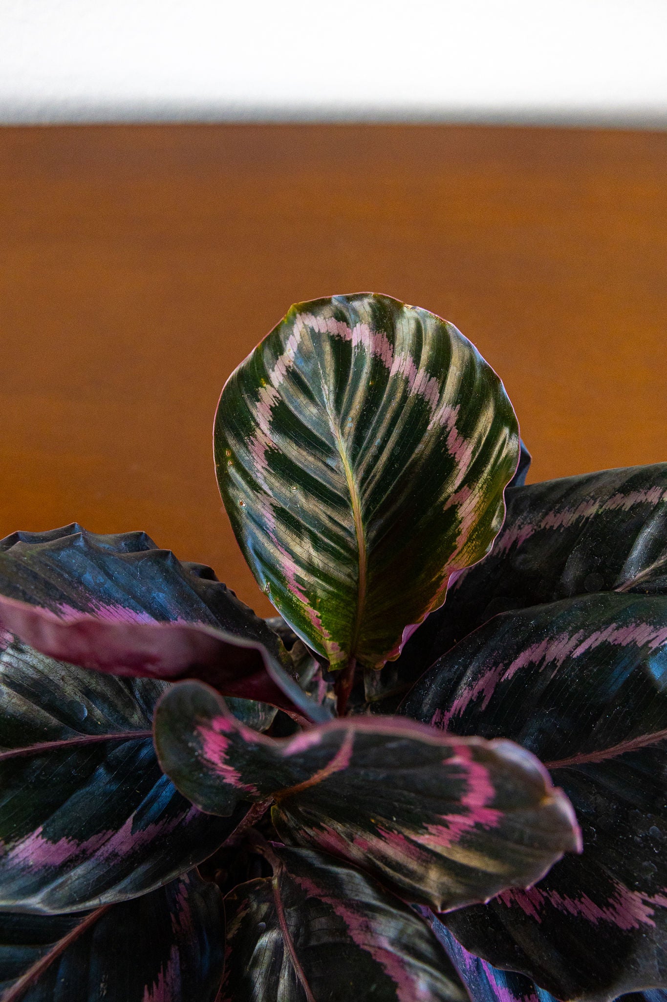 Calathea 'Dottie'