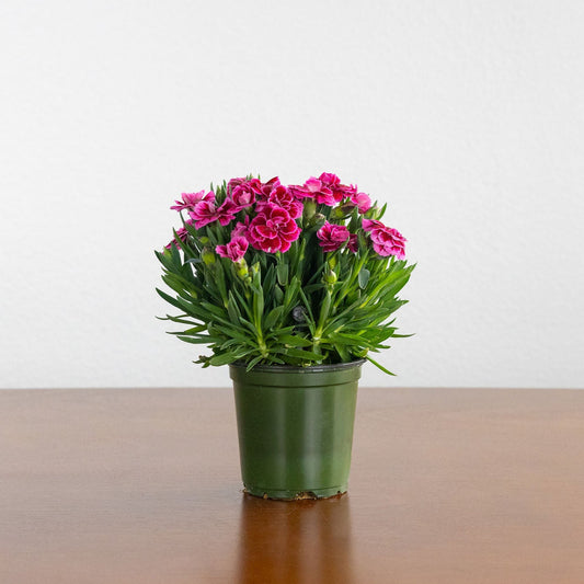 Carnation, Pink