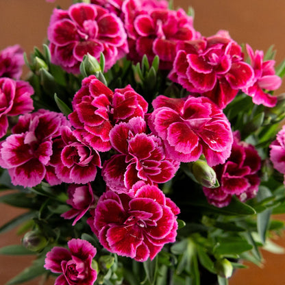Carnation, Pink