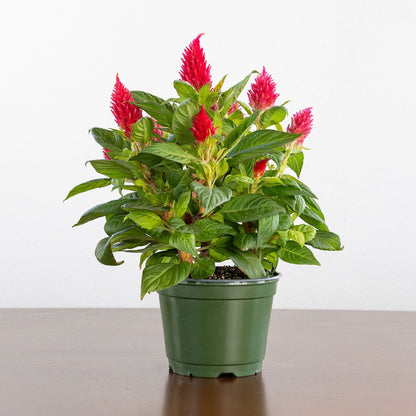 Celosia