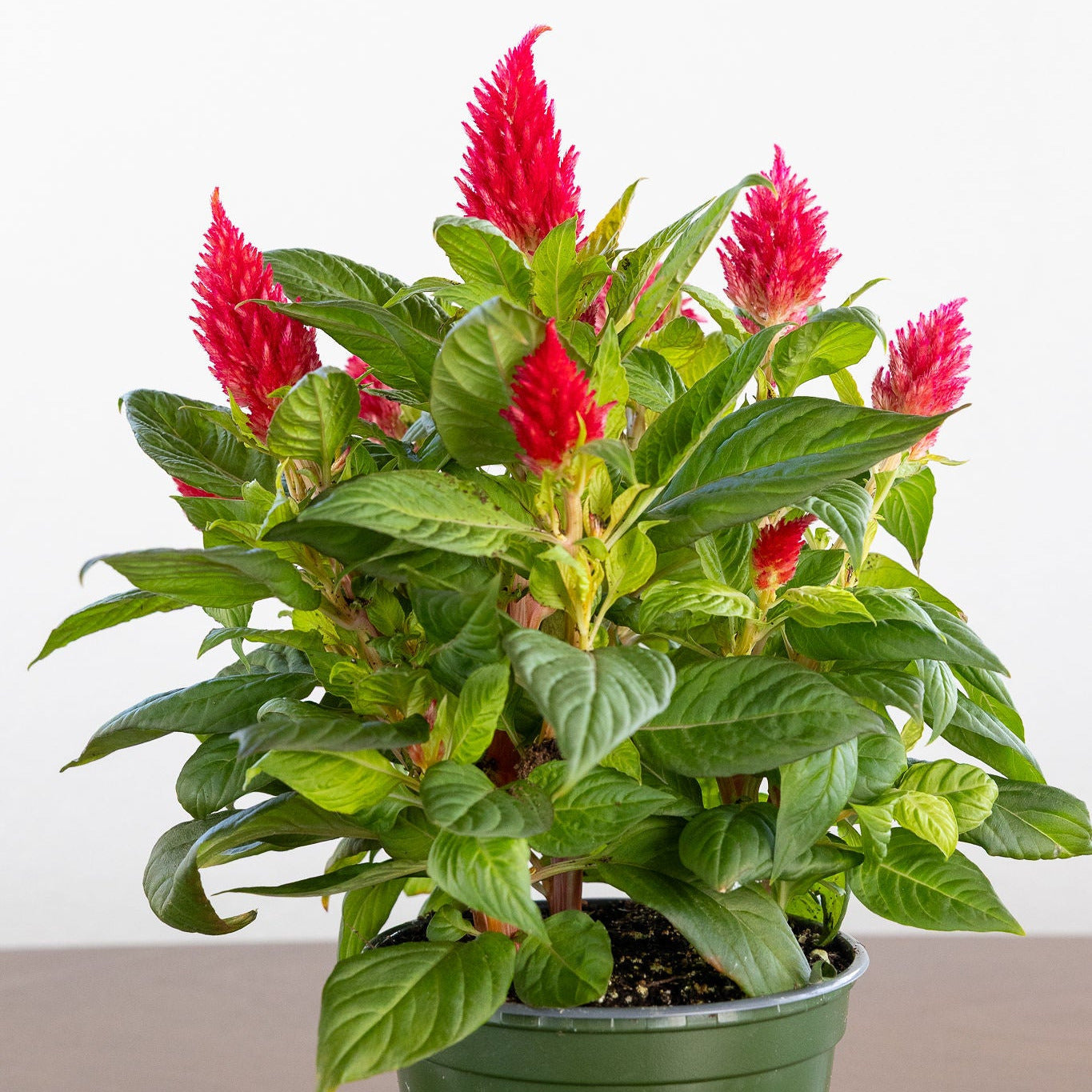 Celosia