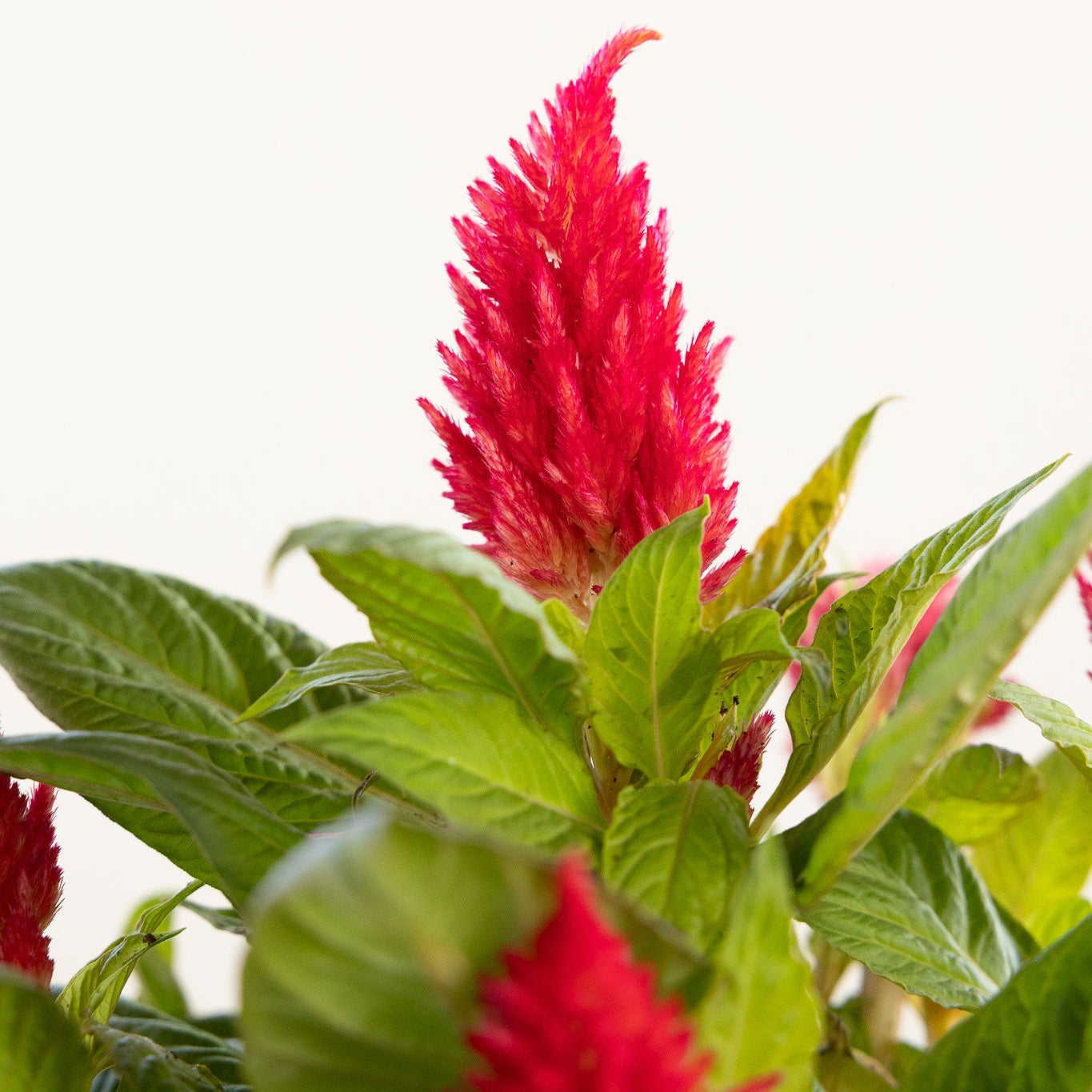 Celosia