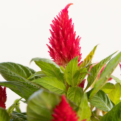 Celosia