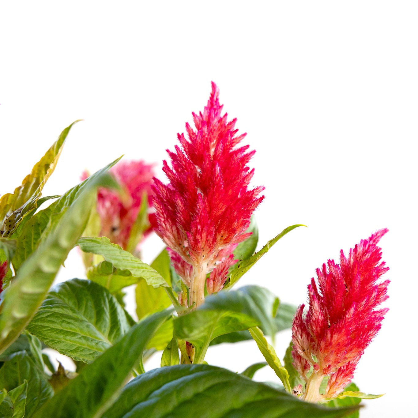 Celosia