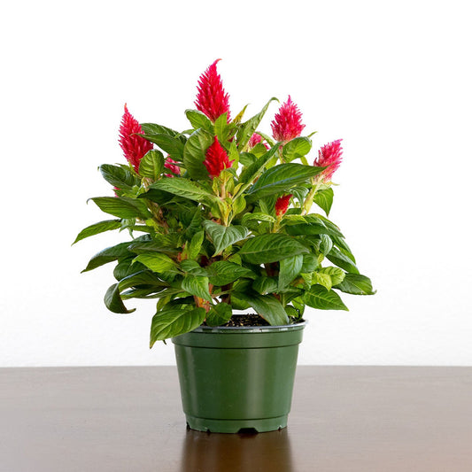 Potted celosia with red flowers on a white background
