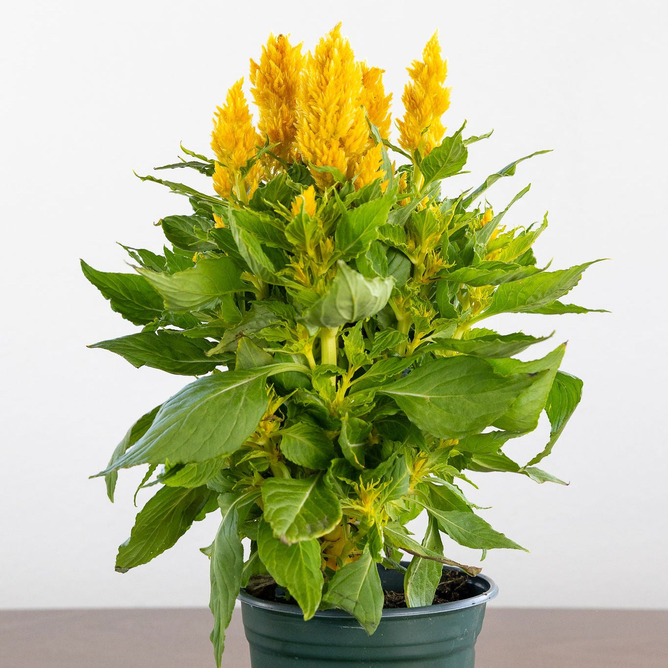 Celosia