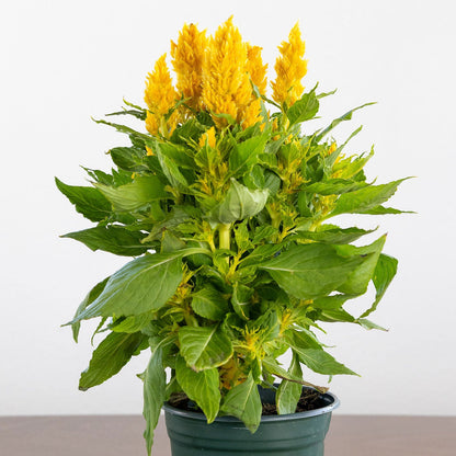 Celosia