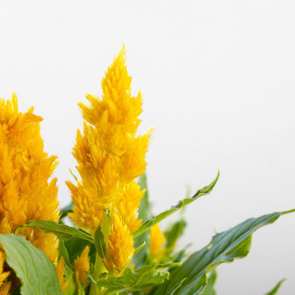 Yellow Celosia flowers with green leaves on a white background