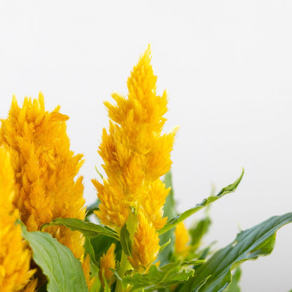 Celosia