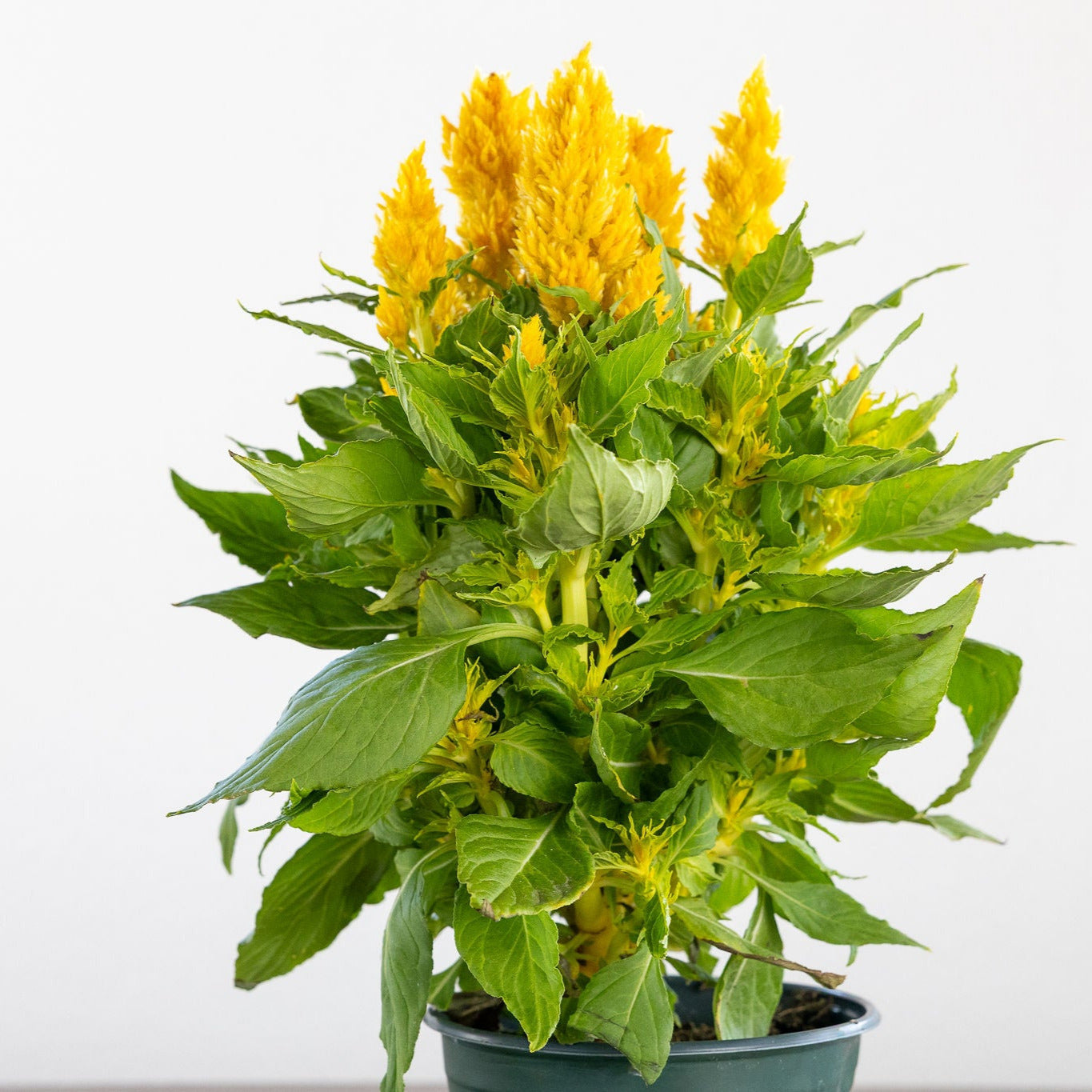 Celosia