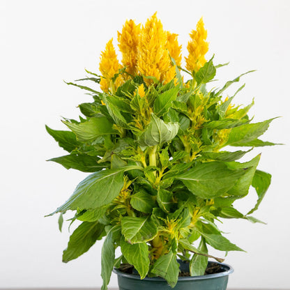 Celosia
