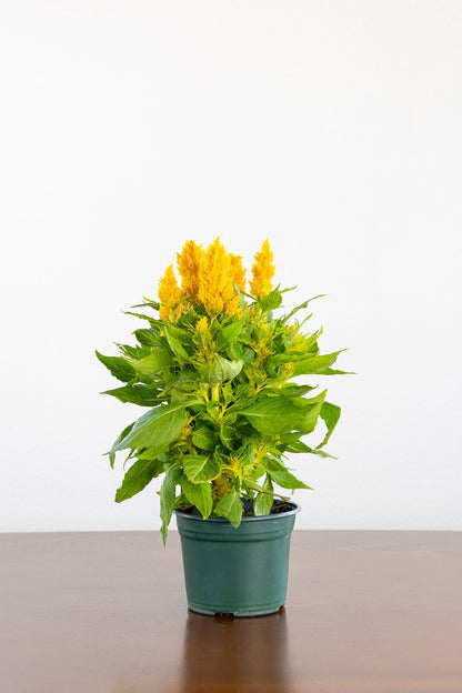 Potted Celosia plant with yellow flowers on a wooden surface and white background