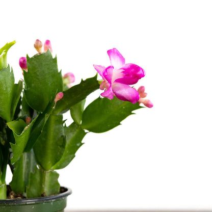 Christmas Cactus