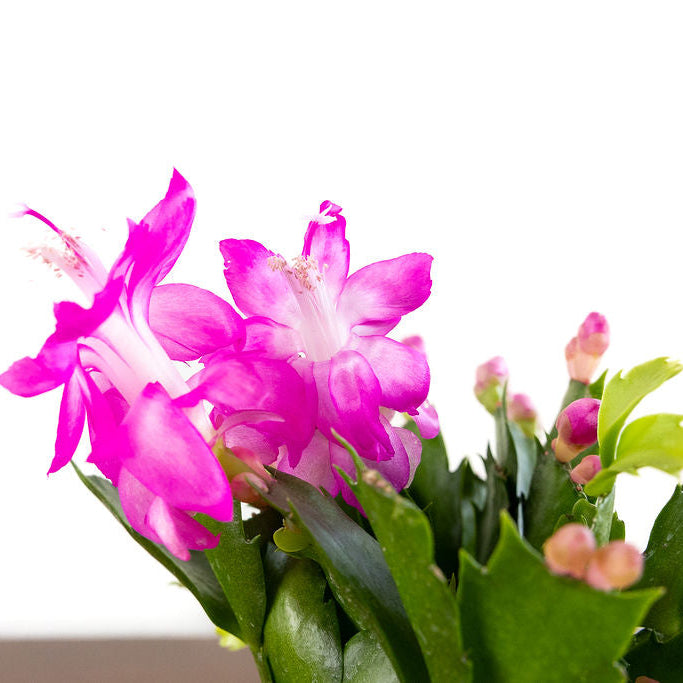 Christmas Cactus
