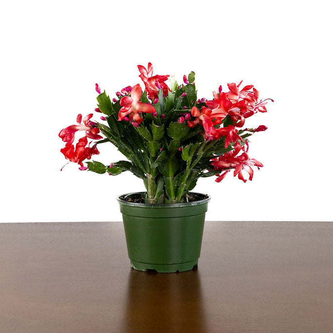 Christmas Cactus