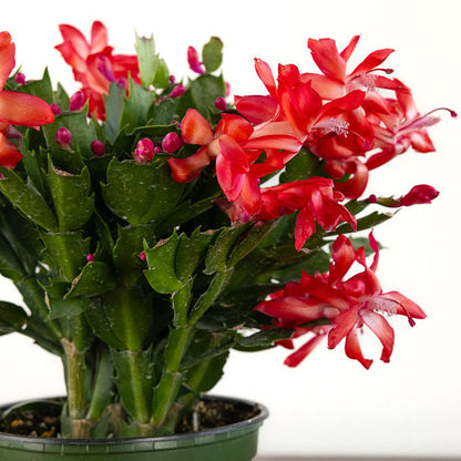 Christmas Cactus