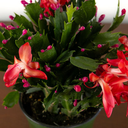 Christmas Cactus