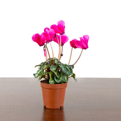 Cyclamen