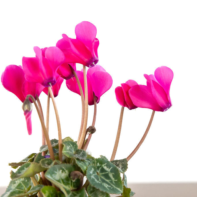 Cyclamen