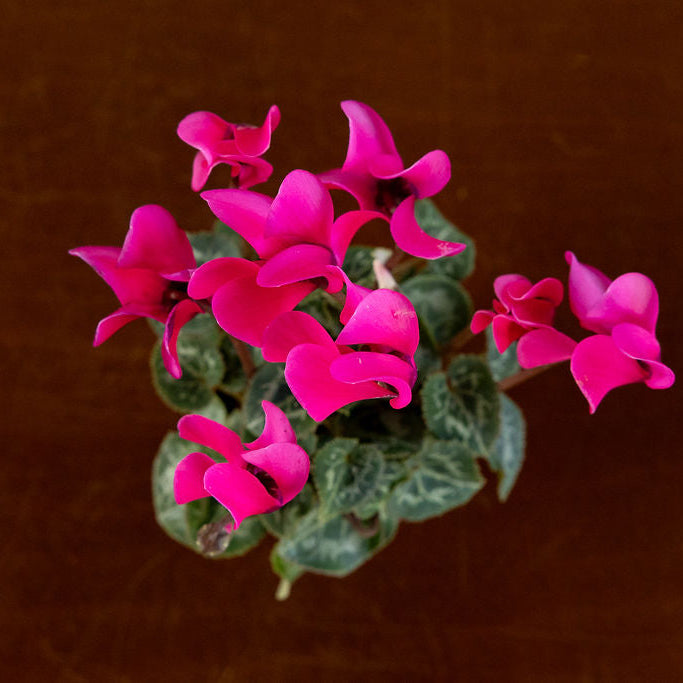 Cyclamen