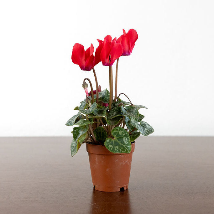 Cyclamen