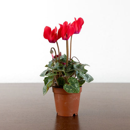 Cyclamen