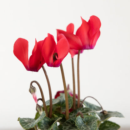 Cyclamen