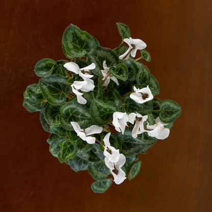 Cyclamen