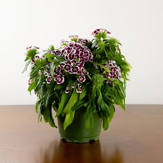 Dianthus