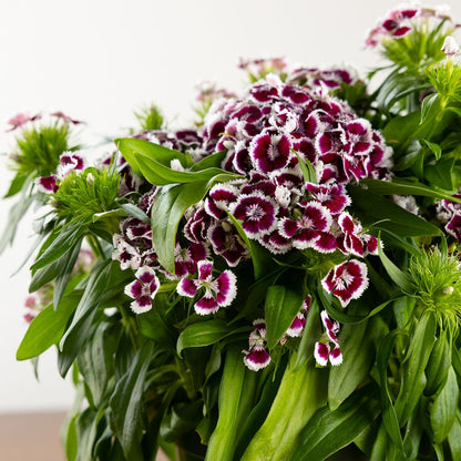 Dianthus