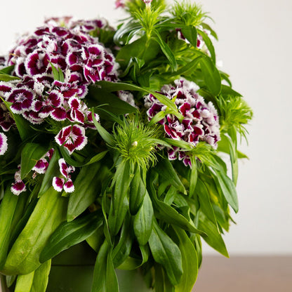 Dianthus