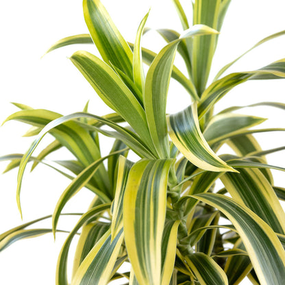 Dracaena 'Song of India'