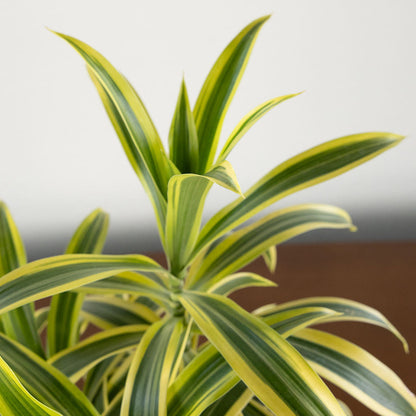 Dracaena 'Song of India'