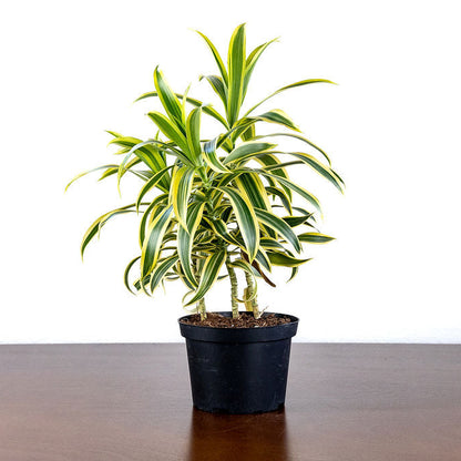 Dracaena 'Song of India'