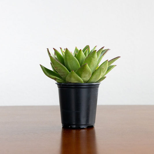 Echeveria 'Agavoides'