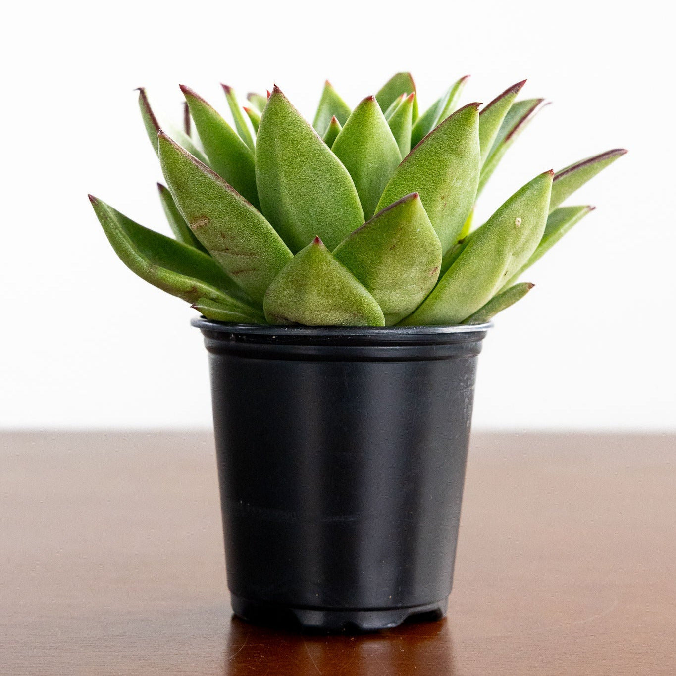 Echeveria 'Agavoides'