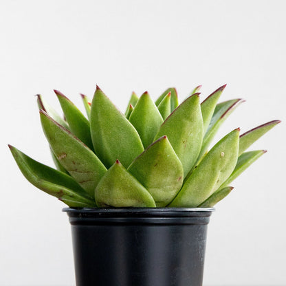 Echeveria 'Agavoides'