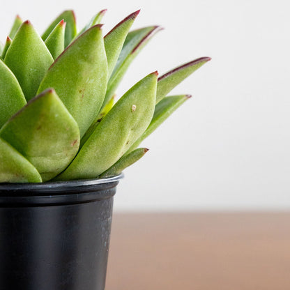 Echeveria 'Agavoides'