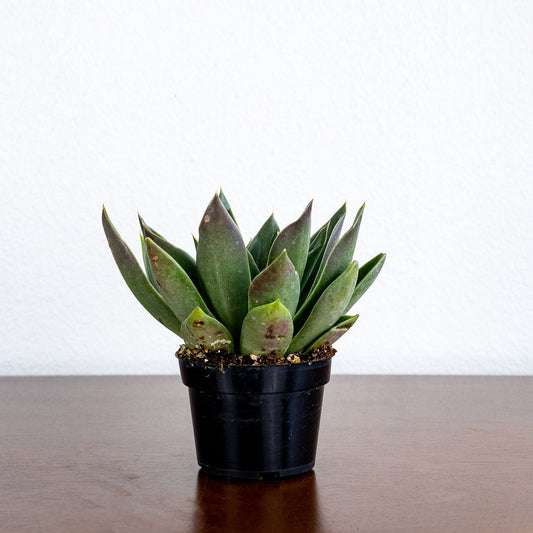 Small potted plant on a wooden surface with a white background