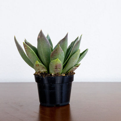 Echeveria 'Mexicana'