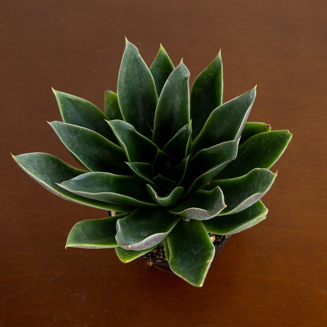 Green succulent plant on a brown surface