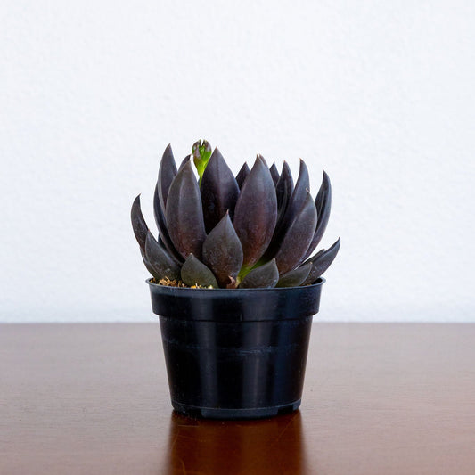 Potted succulent plant on a reflective surface with a white background