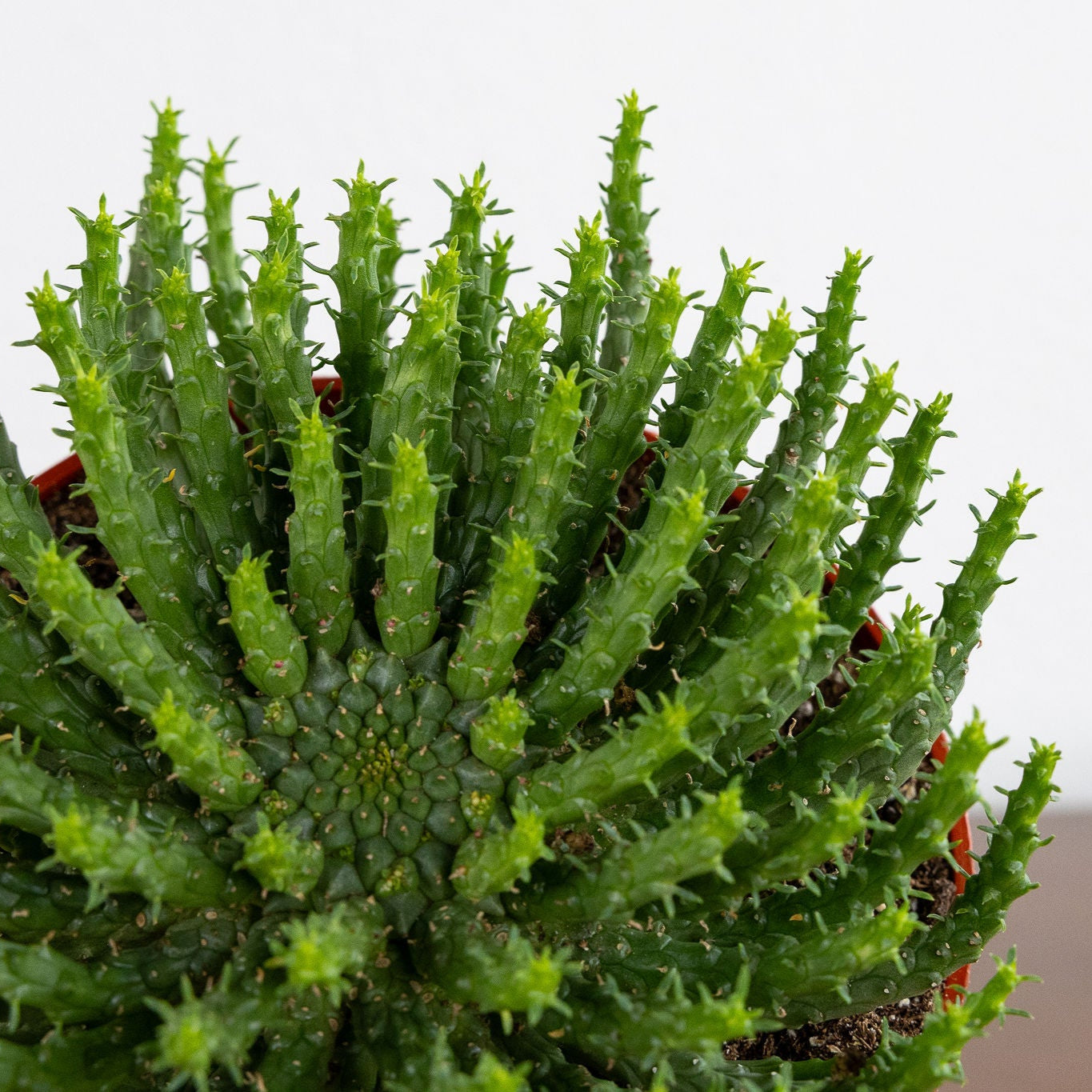 Euphorbia 'Medusa'
