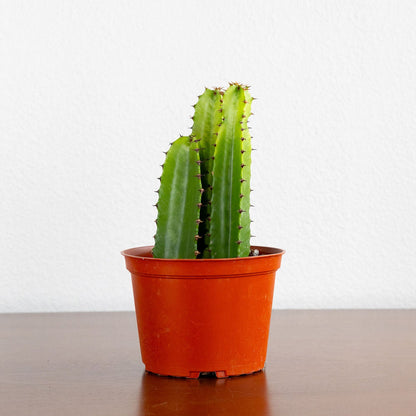 Euphorbia 'Trigonia'